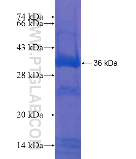 IL-33 fusion protein Ag21430 SDS-PAGE