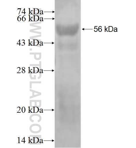 IL-33 fusion protein Ag2691 SDS-PAGE
