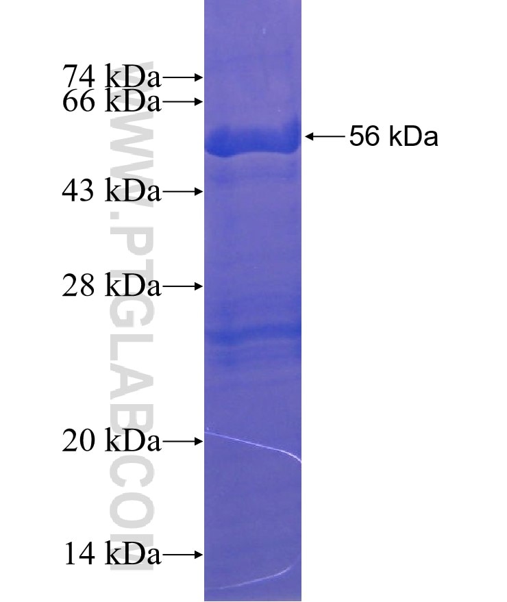 IL-33 fusion protein Ag2957 SDS-PAGE