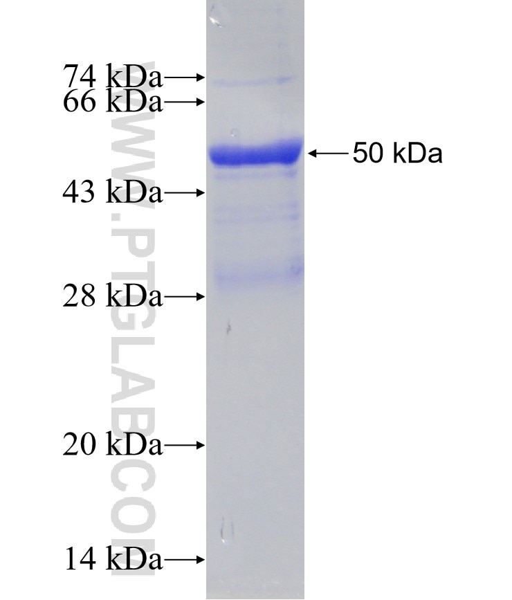 IL-34 fusion protein Ag14903 SDS-PAGE