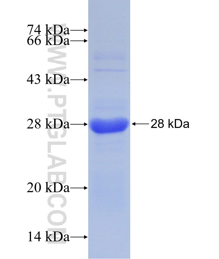 IL-34 fusion protein Ag15325 SDS-PAGE