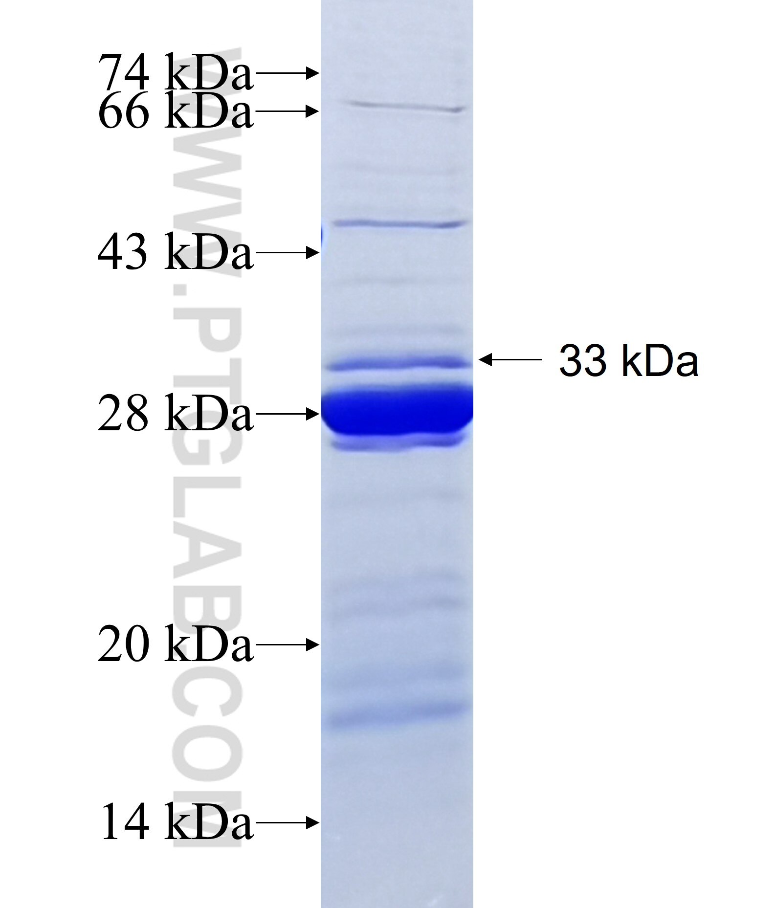 IL-34 fusion protein Ag15325 SDS-PAGE