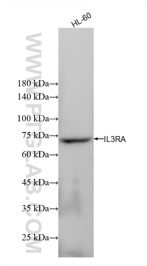 Western Blot (WB) analysis of HL-60 cells using IL3RA/CD123 Recombinant antibody (83243-3-RR)