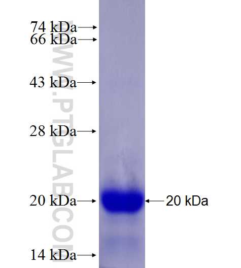 IL-3RA fusion protein Ag27696 SDS-PAGE