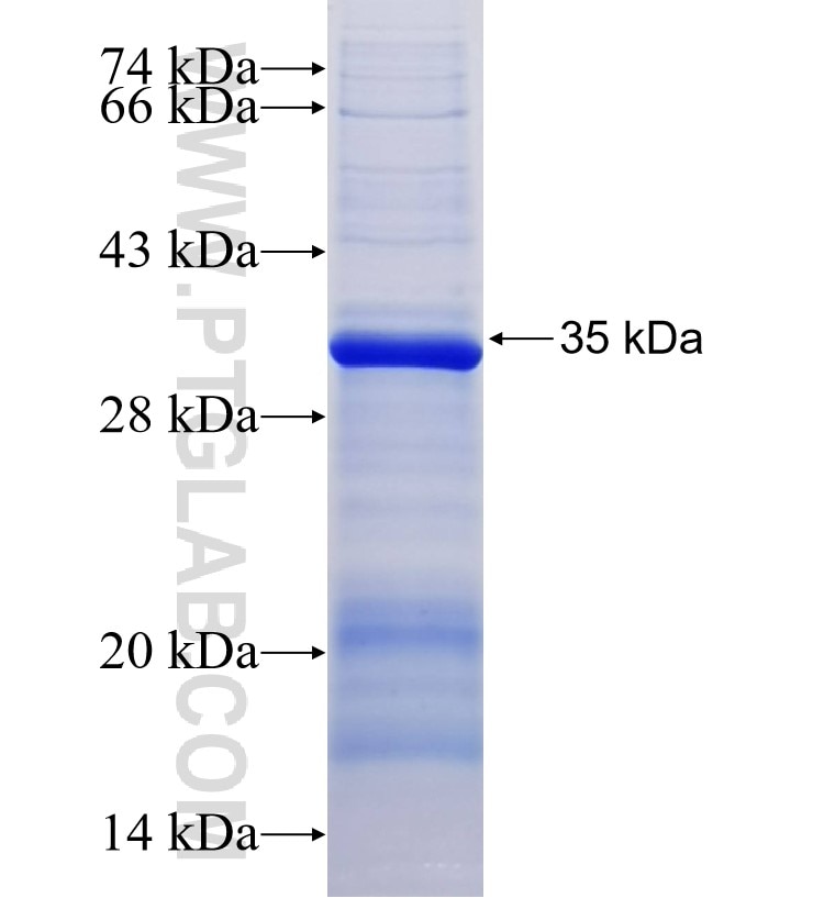 IL-3RA fusion protein Ag4452 SDS-PAGE