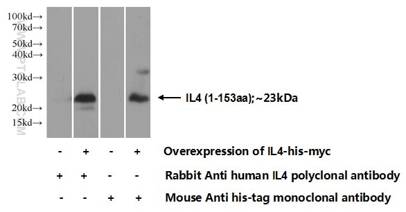 IL-4 Polyclonal antibody
