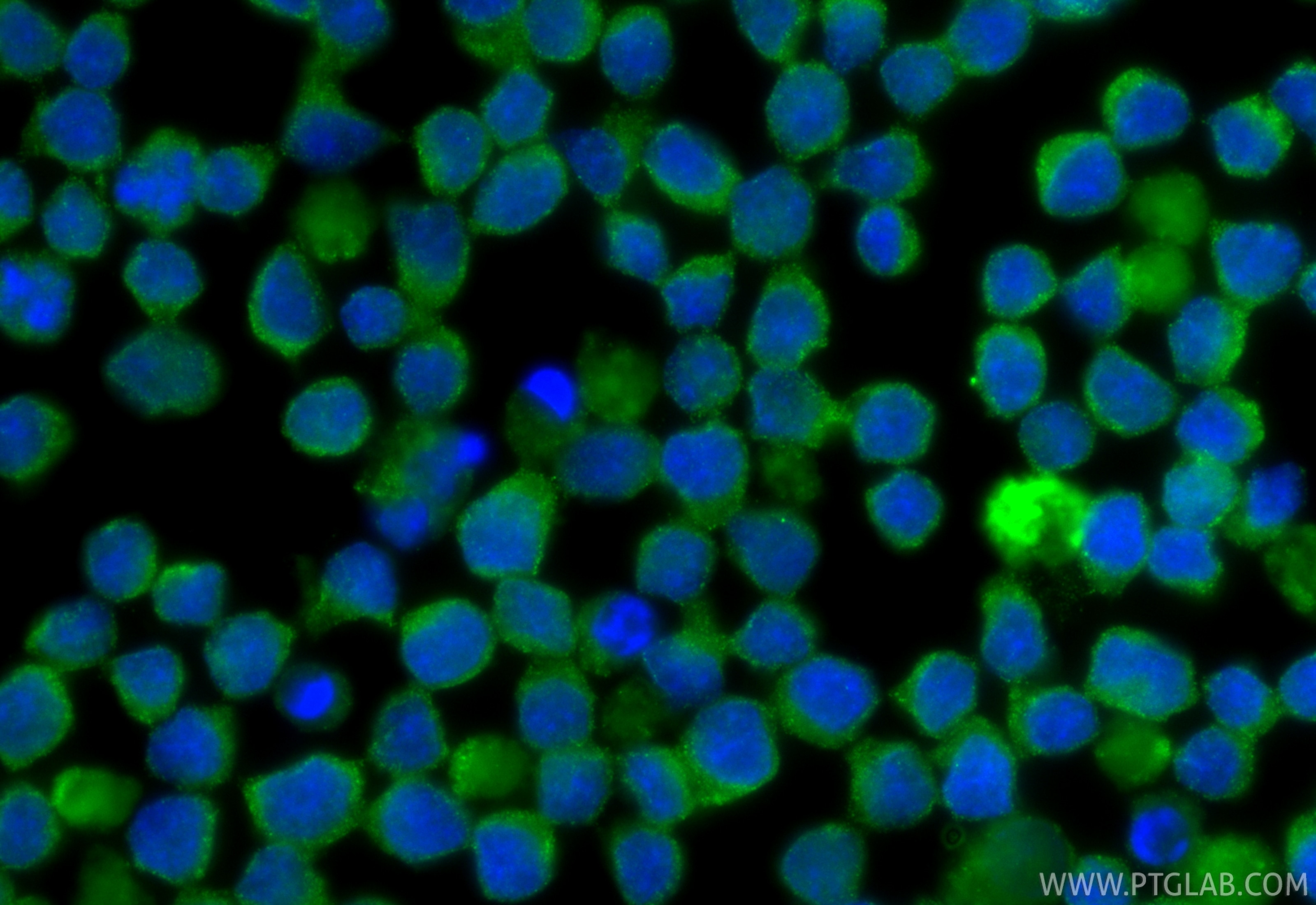 IF Staining of Ramos using 66142-1-Ig Immunofluorescence (IF) / fluorescent staining of Ramos cells using IL-4 Monoclonal antibody (66142-1-Ig)