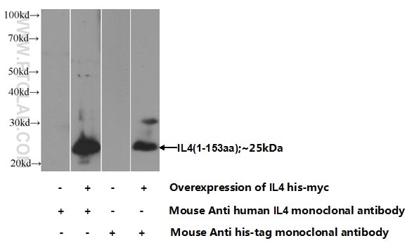 IL-4 Monoclonal antibody