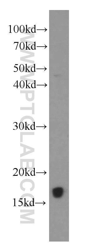 Western Blot (WB) analysis of Jurkat cells using IL-4 Monoclonal antibody (66142-1-Ig)