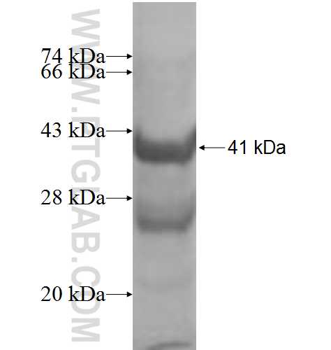 IL-4 fusion protein Ag9871 SDS-PAGE