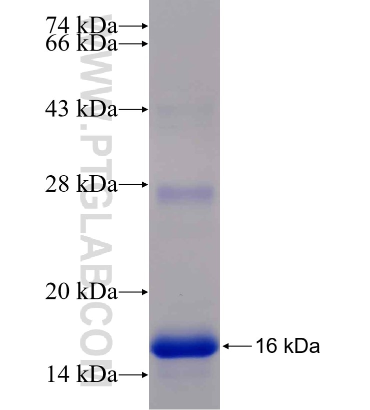 IL-4 fusion protein Ag9940 SDS-PAGE