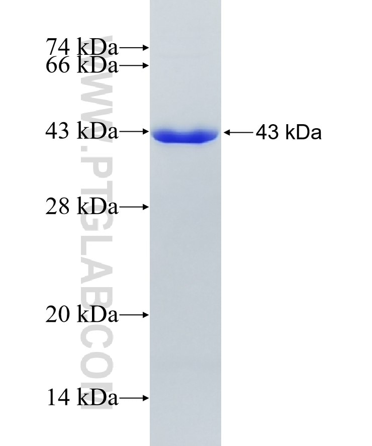 IL-4I1 fusion protein Ag19136 SDS-PAGE