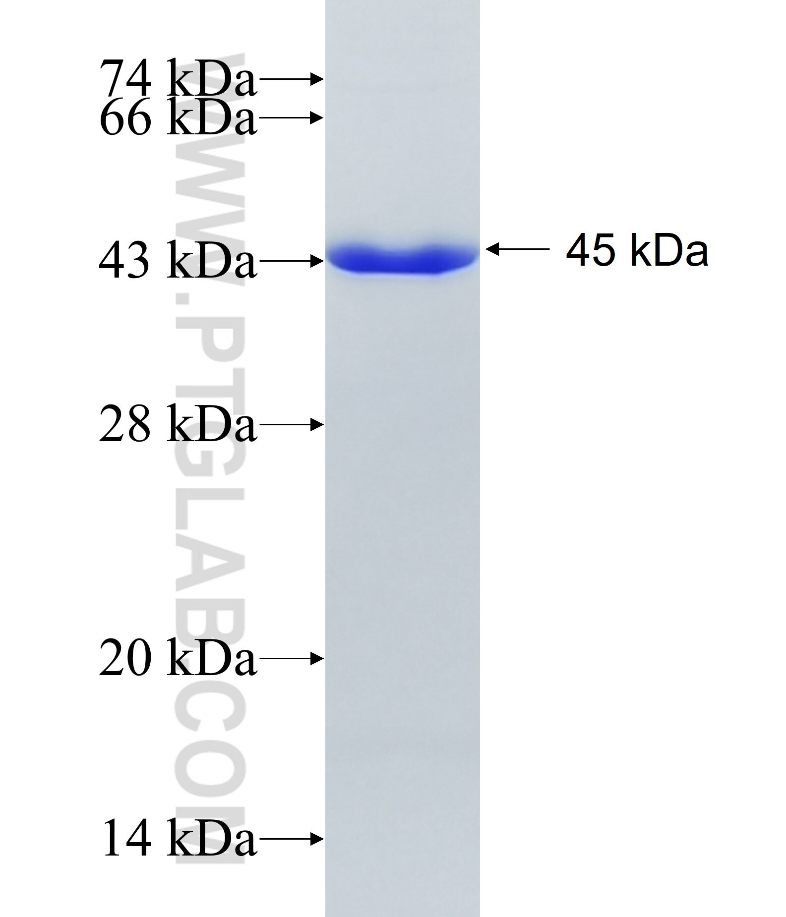 IL-4I1 fusion protein Ag19136 SDS-PAGE