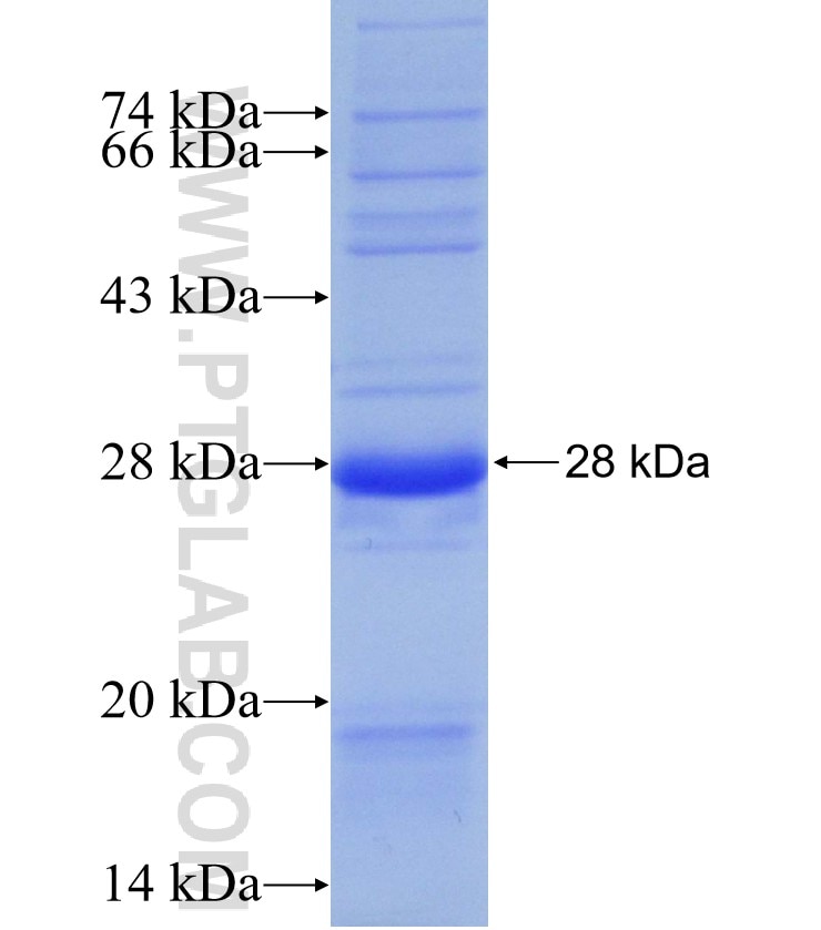 IL-4R fusion protein Ag28411 SDS-PAGE