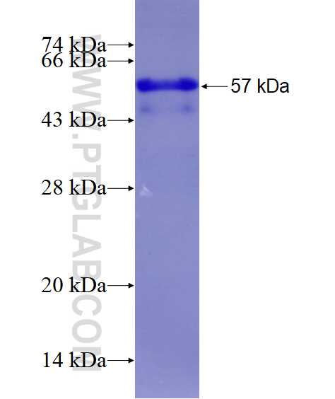 IL-4R fusion protein Ag28766 SDS-PAGE