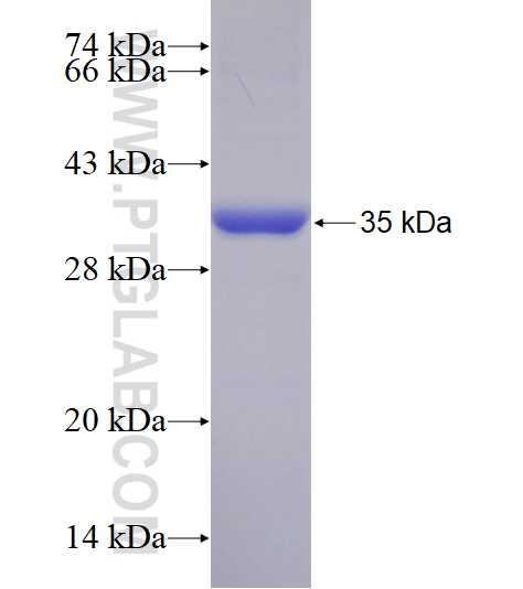IL-4R fusion protein Ag28780 SDS-PAGE