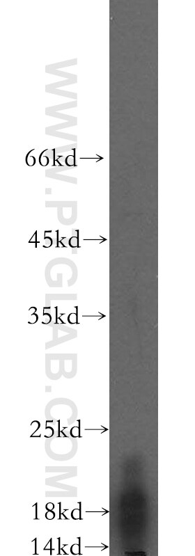 Western Blot (WB) analysis of Recombinant protein using IL-5 Polyclonal antibody (17786-1-AP)