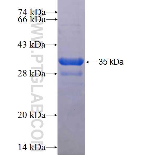 IL-5 fusion protein Ag24583 SDS-PAGE