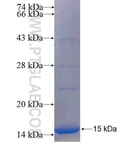 IL-5 fusion protein Ag24664 SDS-PAGE