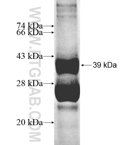 IL-5 fusion protein Ag11840 SDS-PAGE