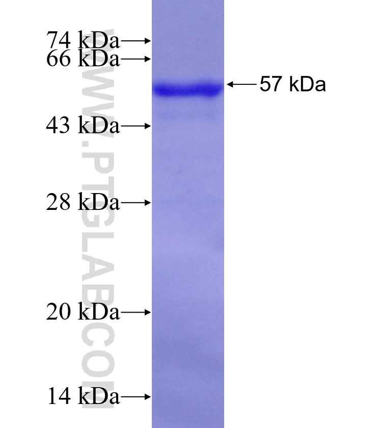 IL-5RA fusion protein Ag3358 SDS-PAGE
