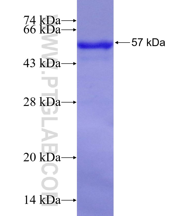 IL-5RA fusion protein Ag3358 SDS-PAGE
