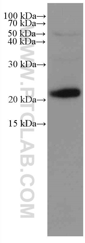 Western Blot (WB) analysis of Jurkat cells using IL-6 Monoclonal antibody (66146-1-Ig)