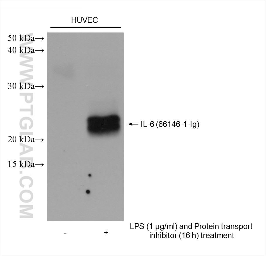 Western Blot (WB) analysis of various lysates using IL-6 Monoclonal antibody (66146-1-Ig)