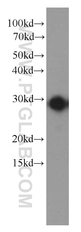 Western Blot (WB) analysis of Recombinant protein using IL-6 Monoclonal antibody (66146-1-Ig)
