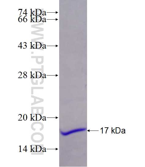 IL-6 fusion protein Ag26179 SDS-PAGE