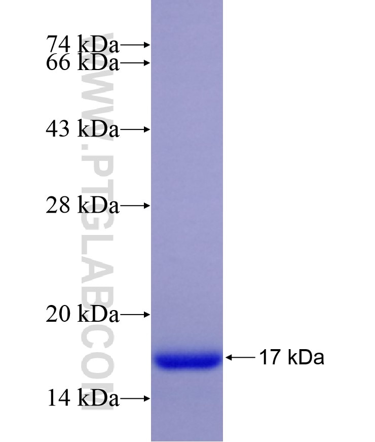 IL-6 fusion protein Ag29312 SDS-PAGE