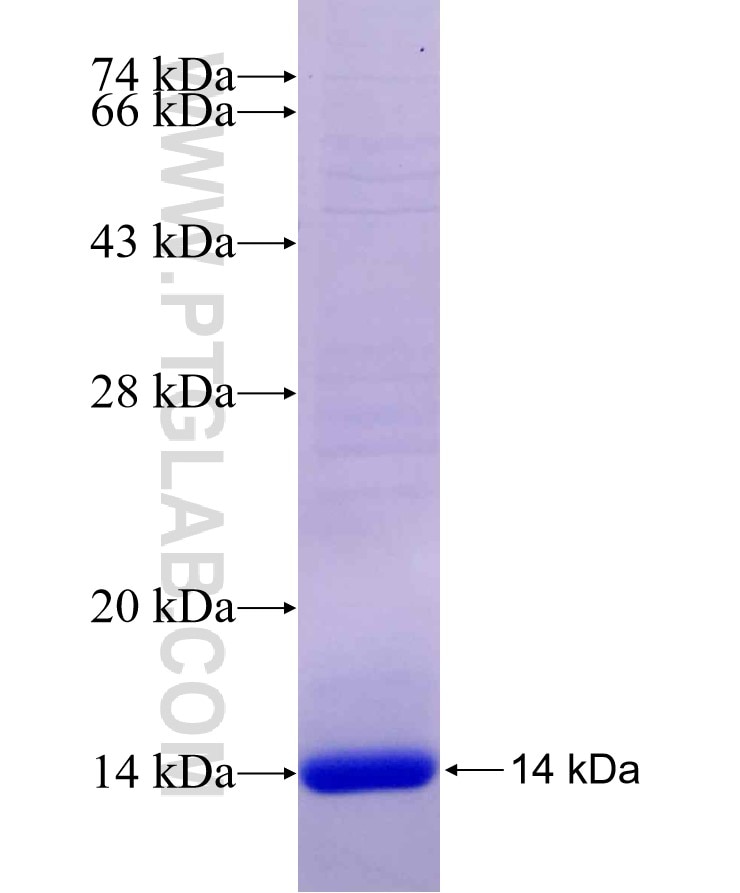 IL-6 fusion protein Ag29547 SDS-PAGE