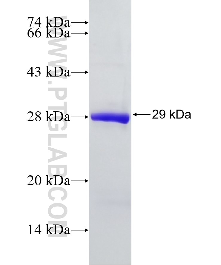 IL-6 fusion protein Ag10646 SDS-PAGE