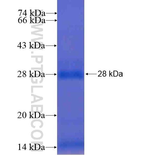 IL-6 fusion protein Ag13767 SDS-PAGE