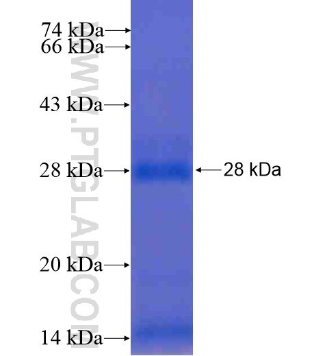 IL-6 fusion protein Ag13767 SDS-PAGE