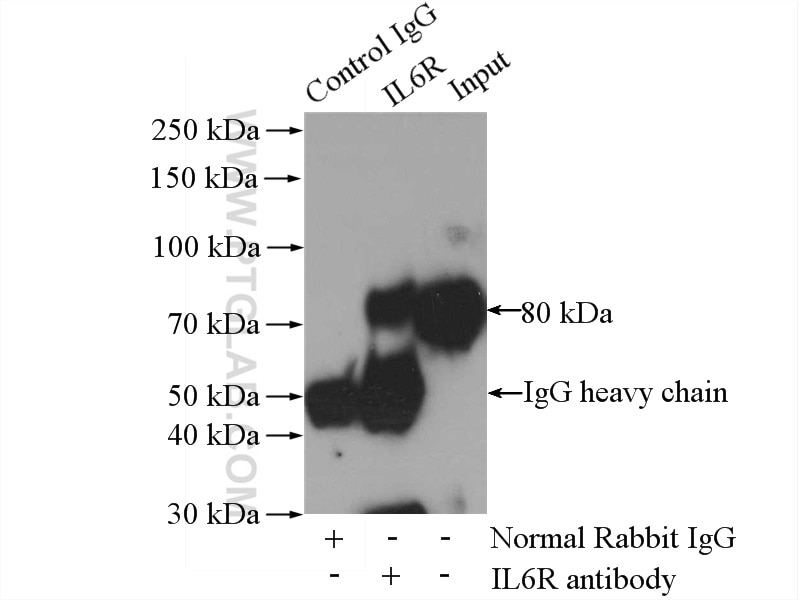 Immunoprecipitation (IP) experiment of mouse spleen tissue using IL-6R alpha Polyclonal antibody (23457-1-AP)