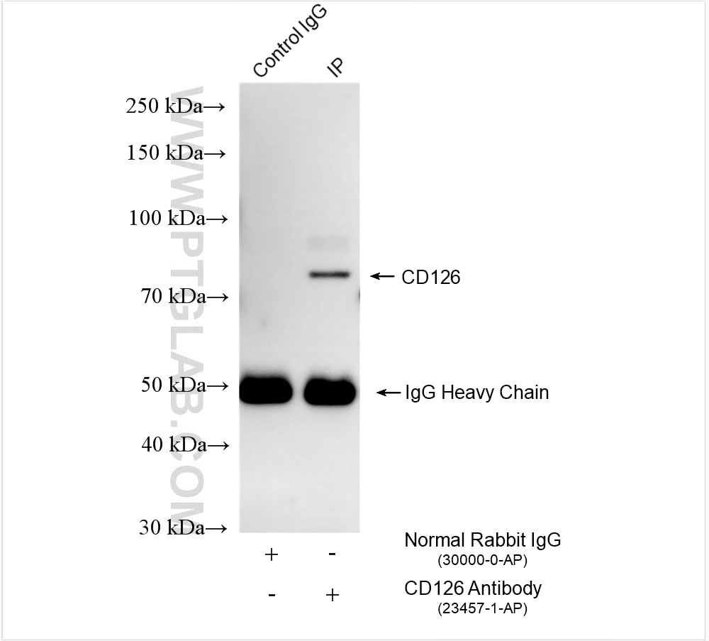 Immunoprecipitation (IP) experiment of mouse spleen tissue using CD126/IL-6R alpha Polyclonal antibody (23457-1-AP)