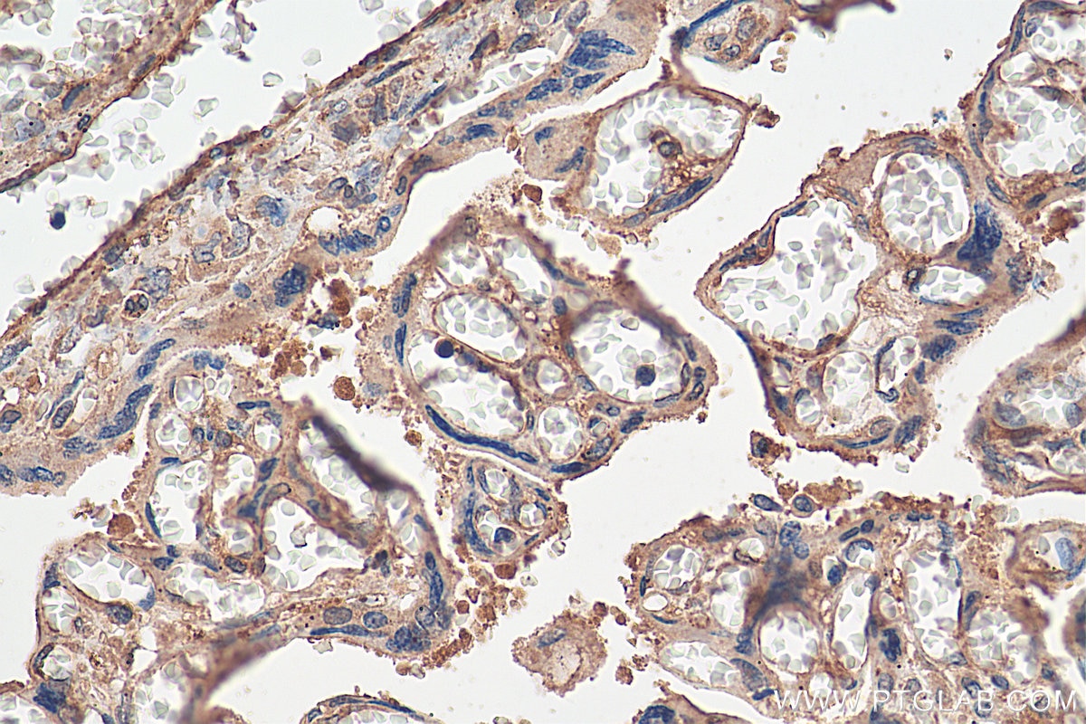 Immunohistochemistry (IHC) staining of human placenta tissue using gp130 Monoclonal antibody (67766-1-Ig)