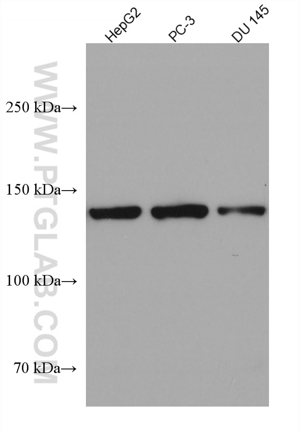 Western Blot (WB) analysis of various lysates using gp130 Monoclonal antibody (67766-1-Ig)