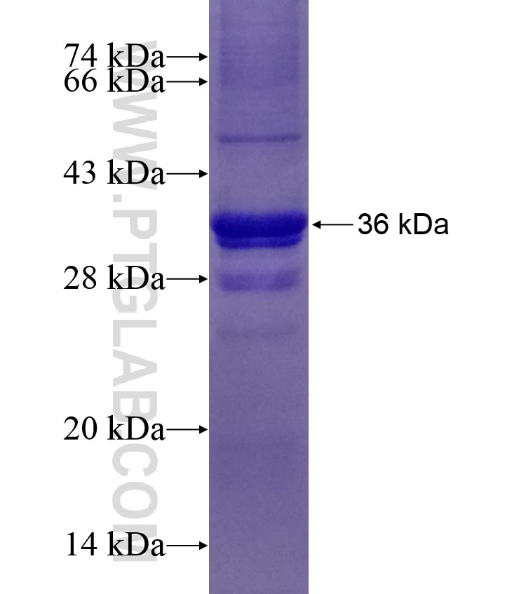 IL-6ST fusion protein Ag28808 SDS-PAGE