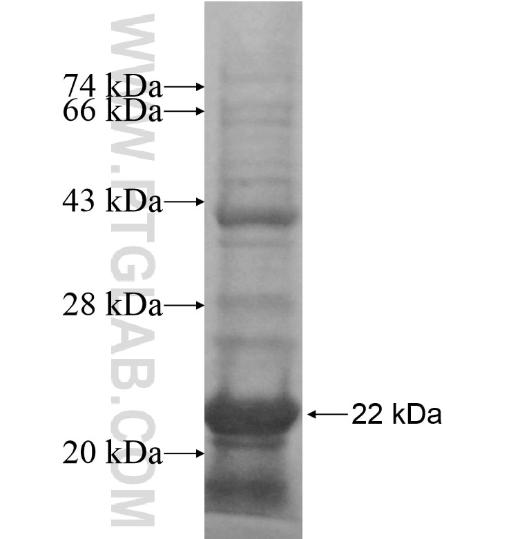 IL-7 fusion protein Ag16314 SDS-PAGE