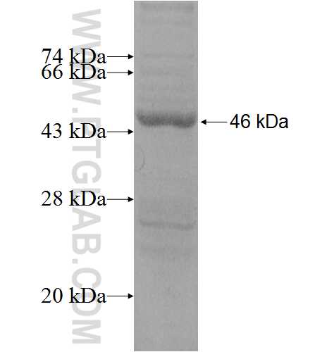 IL-7 fusion protein Ag5437 SDS-PAGE