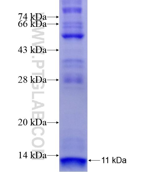 IL-8RA fusion protein Ag28962 SDS-PAGE