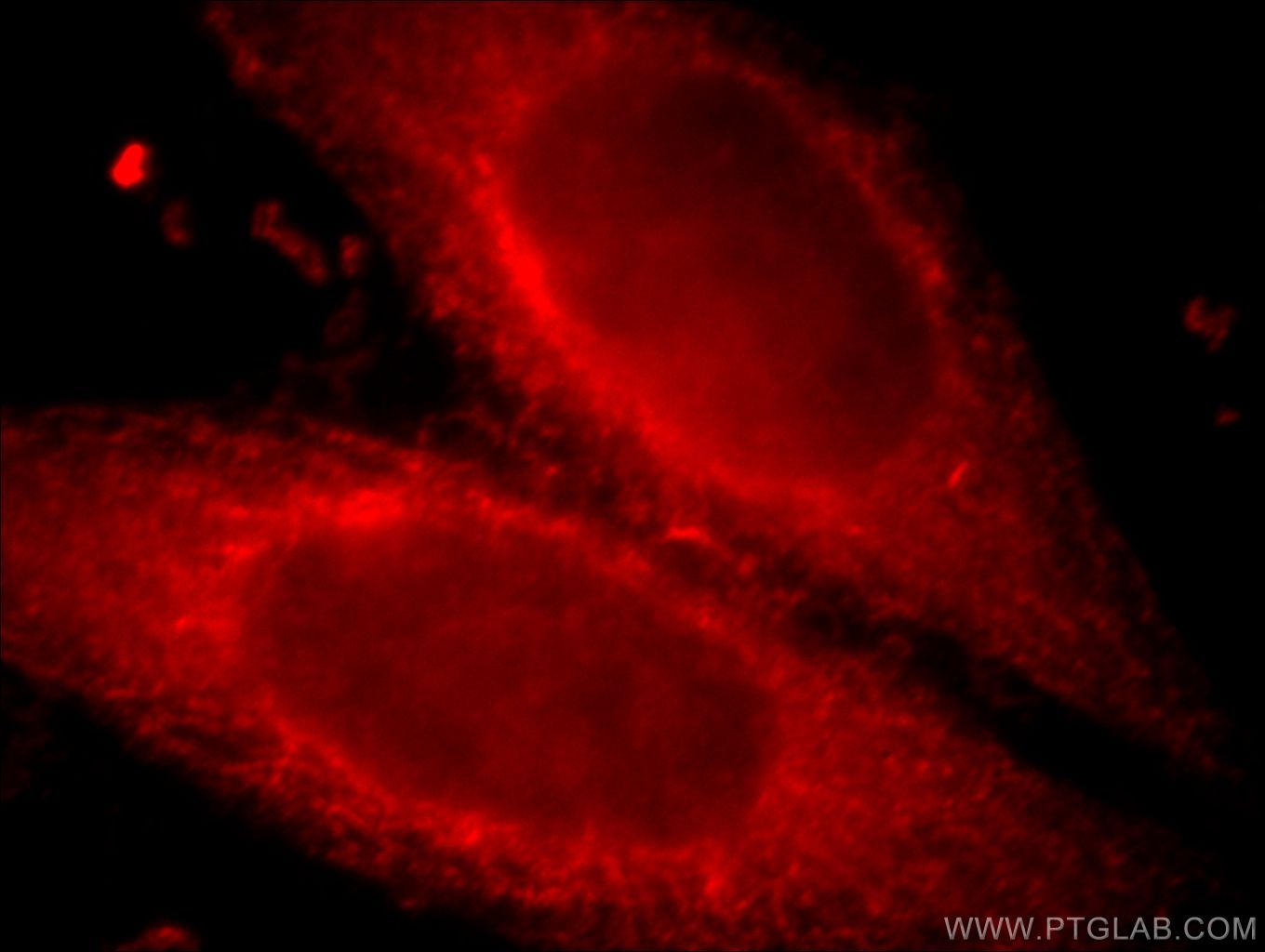 Immunofluorescence (IF) / fluorescent staining of HepG2 cells using CXCR2 Polyclonal antibody (20634-1-AP)