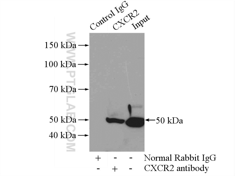Immunoprecipitation (IP) experiment of HepG2 cells using CXCR2 Polyclonal antibody (20634-1-AP)