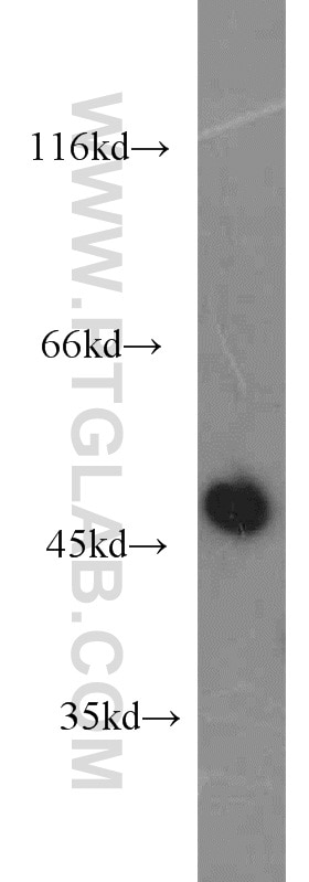 Western Blot (WB) analysis of L02 cells using CXCR2 Polyclonal antibody (20634-1-AP)