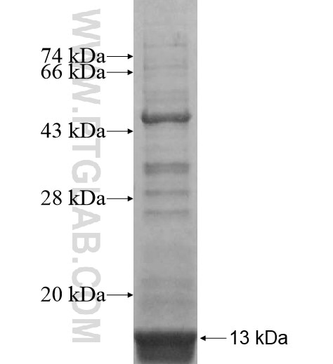 IL-8RB/CXCR2 fusion protein Ag14982 SDS-PAGE
