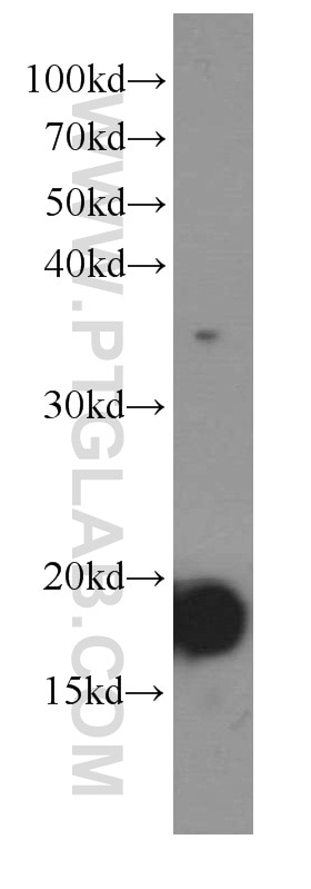 Western Blot (WB) analysis of Recombinant protein using IL-9 Monoclonal antibody (66144-1-Ig)