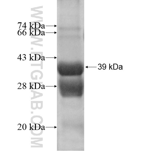 IL-9 fusion protein Ag11841 SDS-PAGE