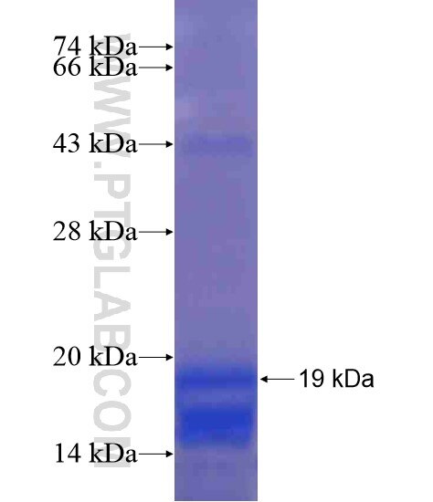 IL-9 fusion protein Ag21435 SDS-PAGE